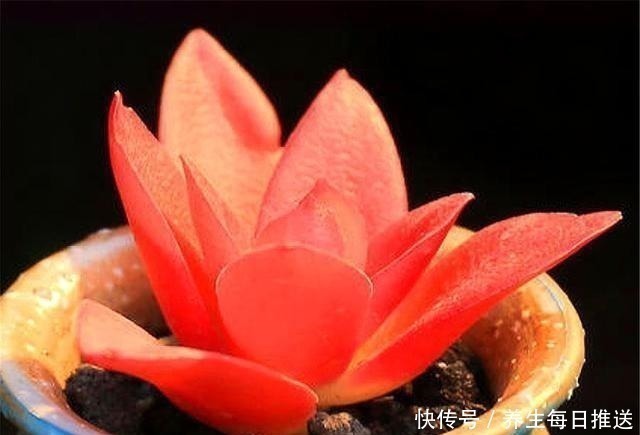 多肉|养多肉火祭,核心就是1个“懒”字,在这3点懒一些,火红喜庆!