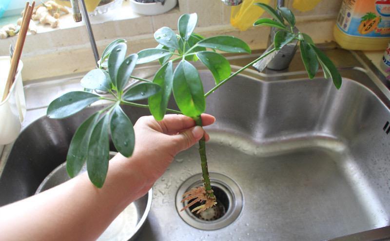 家养鸭脚木，学会一招，越养越多越养越旺，净化空气又美观