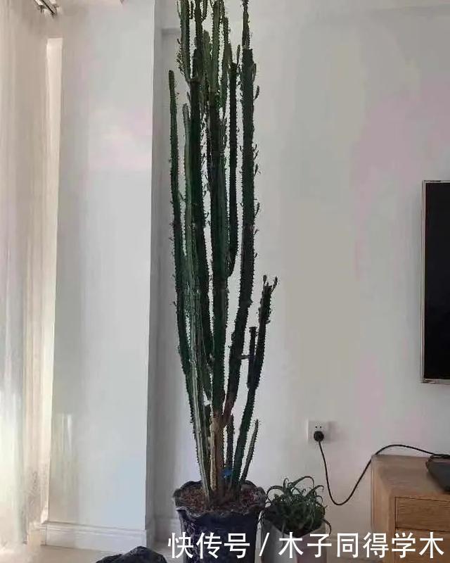 客厅养花就选这六种,寿命长、寓意好,省心又好养,你家养了几种