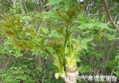香椿芽|春天吃野菜,春芽最好吃,7种树上的春芽,好吃又营养,你可吃过
