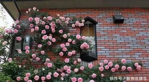 羡慕|有个小院子,定要养上5种花,开花好像小花园,谁看了都羡慕!