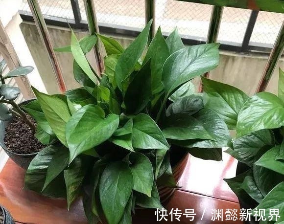 花盆|给绿萝“只浇水”永远也养不好!用上3种肥料,叶子油绿、向外冒
