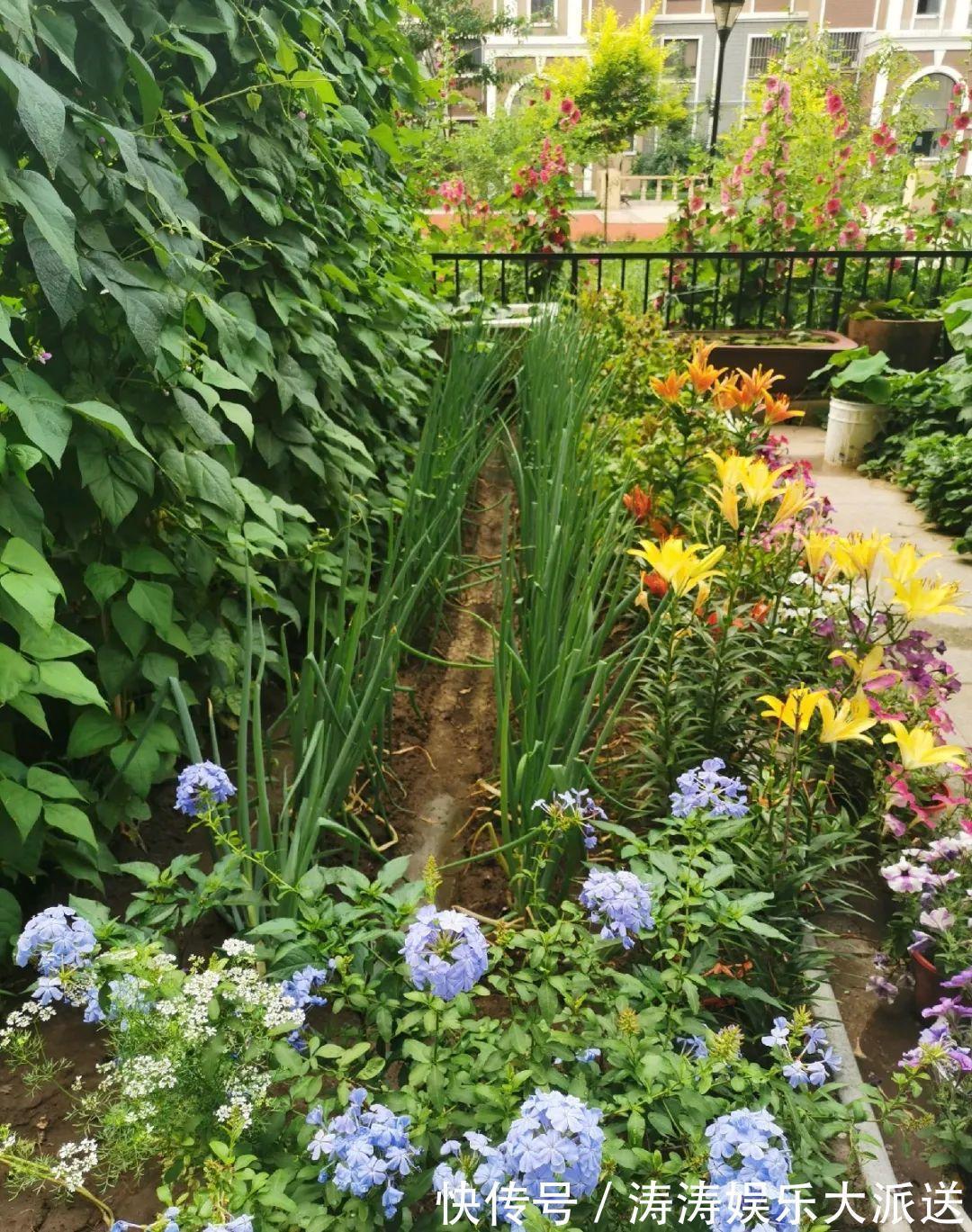 70岁老妈,一天也闲不住,院子里种满了花!