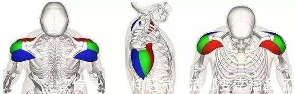 斜方肌|男生如何健身，能让肩膀更宽这三部分肌肉很重要，千万别忽视