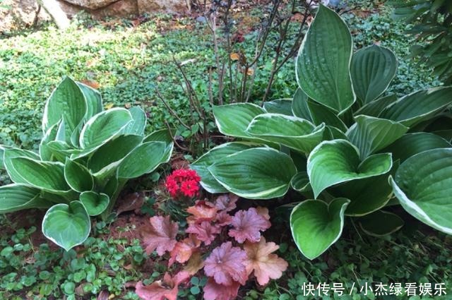  开花|冬天庭院里也能养花，玉簪特耐寒，下雪也能开花