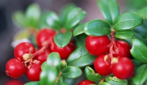 妇科病|有钱买不到此“防妇科补血仙草”，女性多食，远离妇科病，美容养血，抗衰老