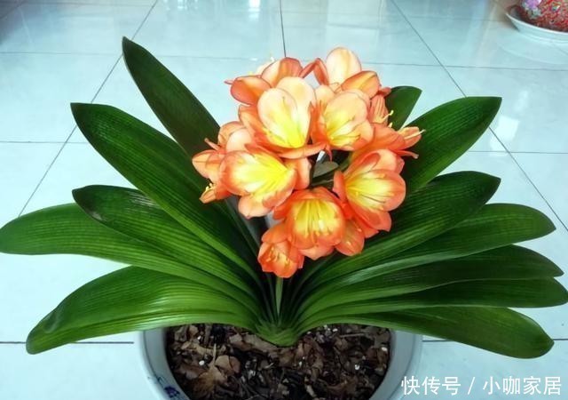 金枝玉叶|4种花，小苗“很便宜”，越养越“值钱”，聪明花友都喜欢