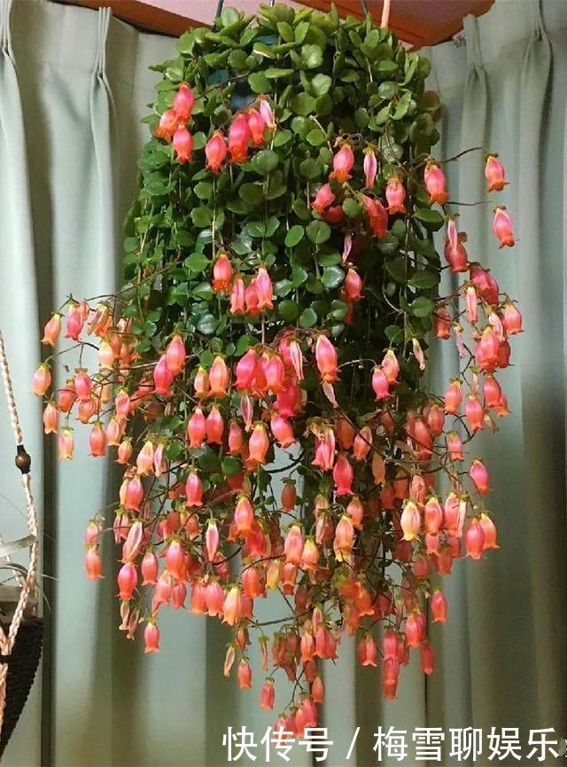 瀑布|6种花,一定要吊起来养,开花像瀑布,看着真过瘾!