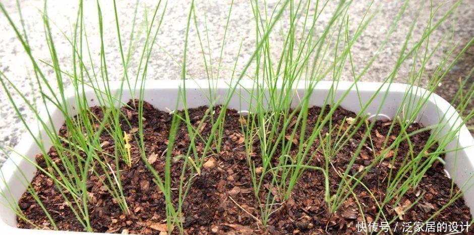  收割|韭菜用这些方法就能不断收割，它还有非常多的好处