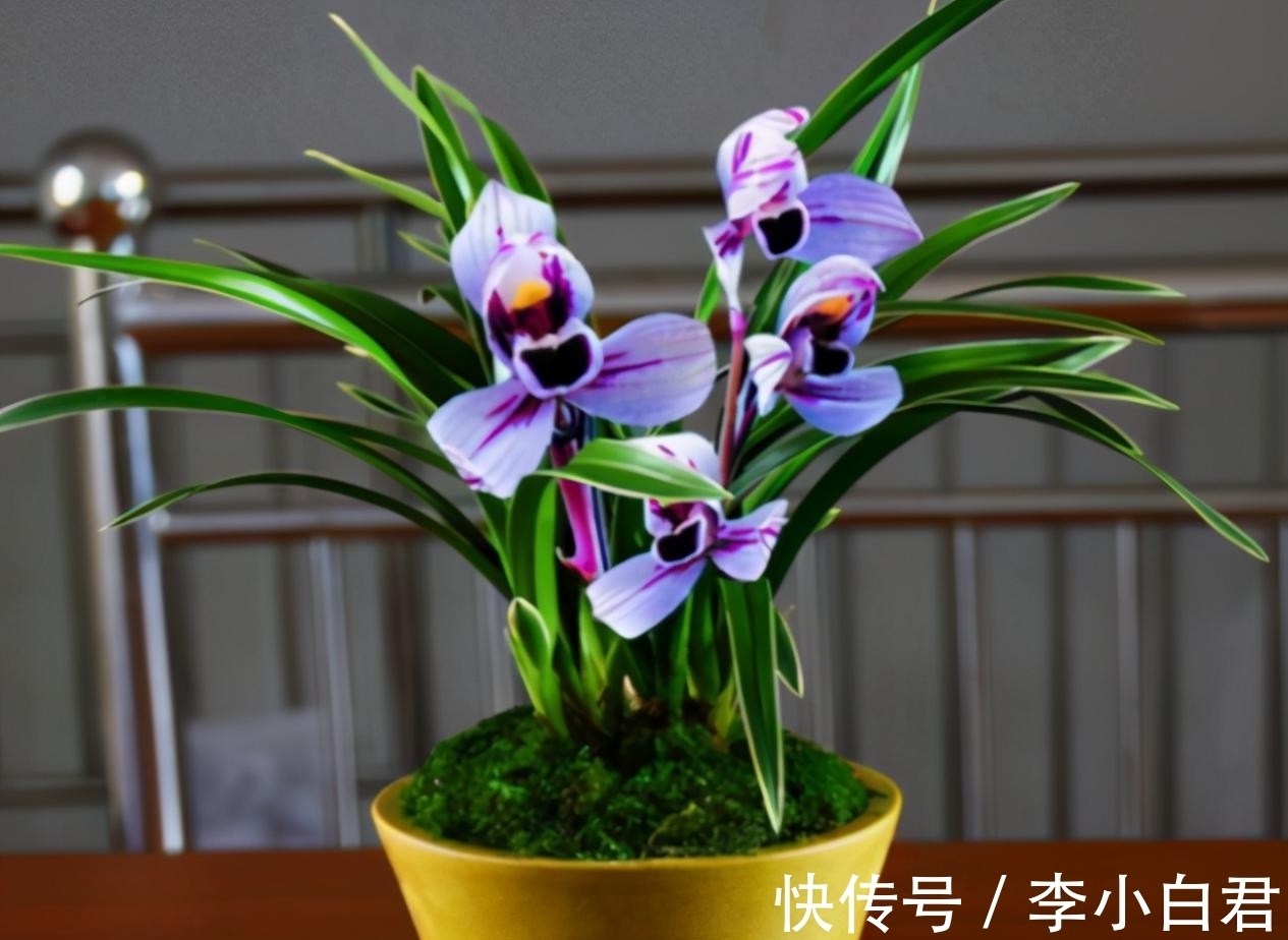 紫月荷兰花|此兰被誉为是“香花之王”,花色典雅,兰香清幽,新手也能养