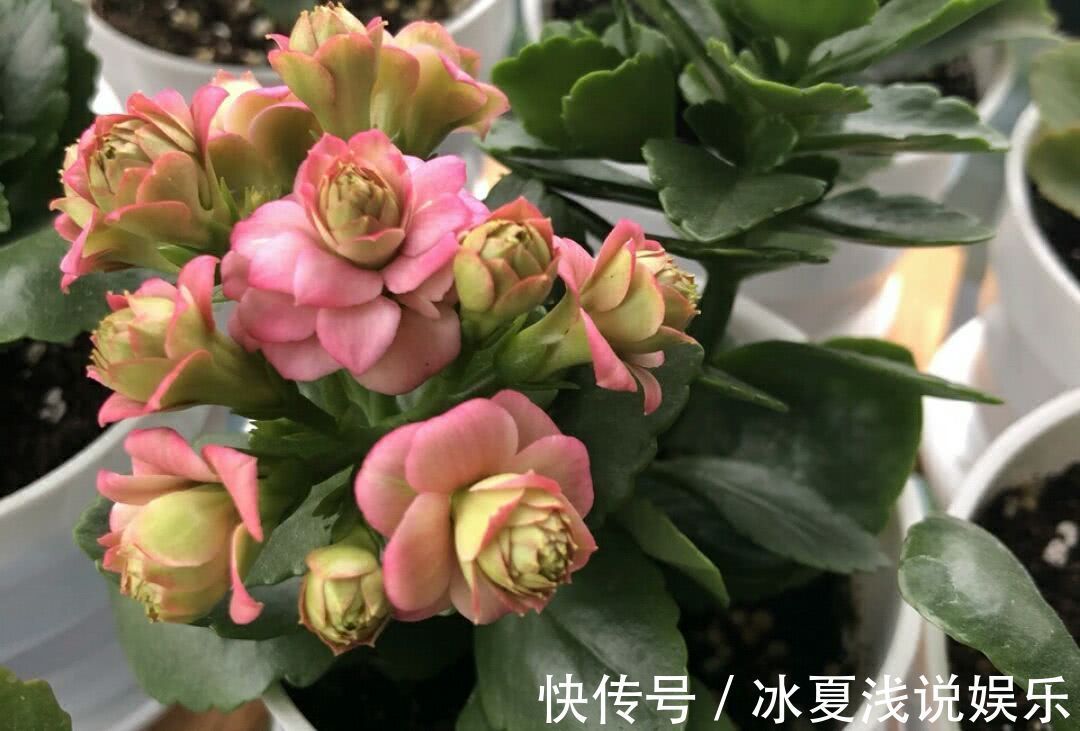 绿萝|怕水多的“11种花”，家里若有管住手，养不好都是因为太勤了