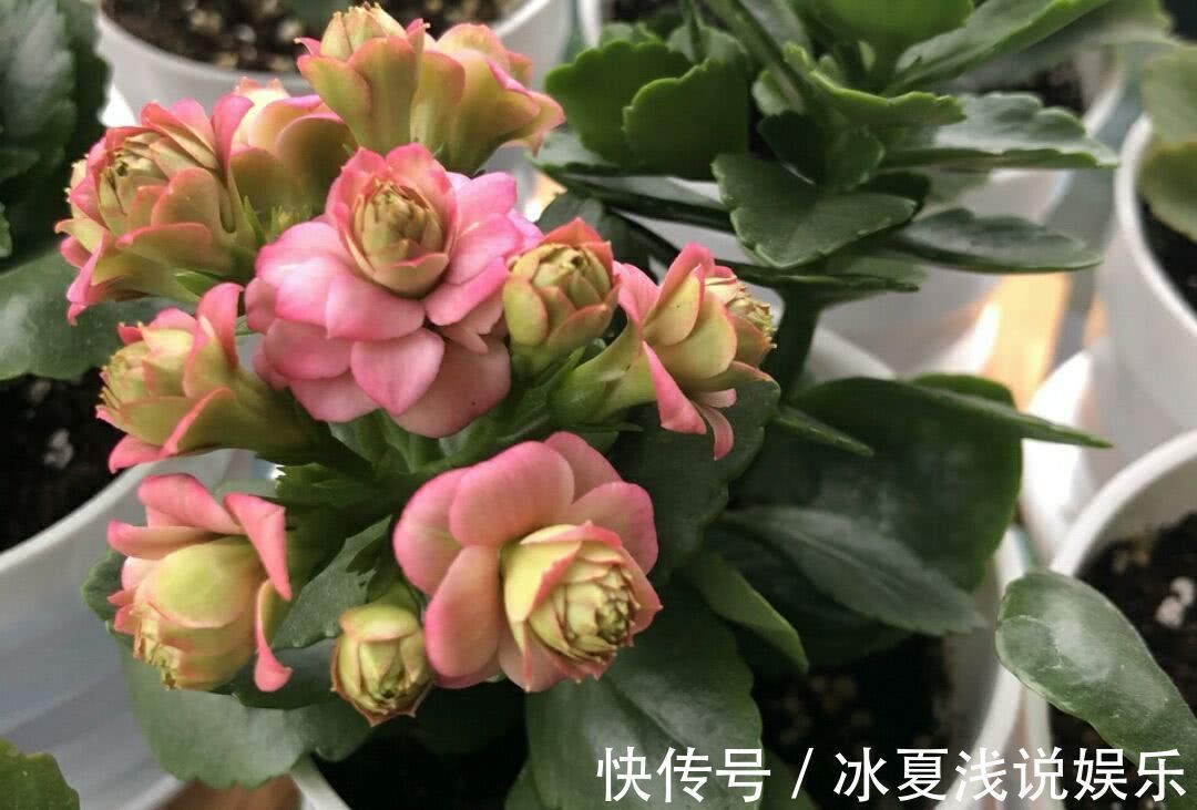 怕水多的“11种花”,家里若有管住手,养不好都是因为太勤了