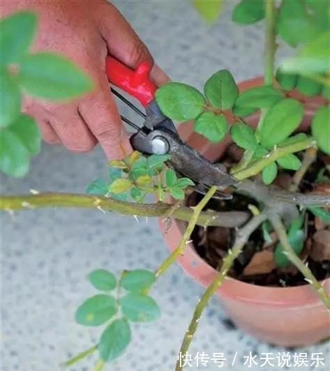 月季节|适合新手的月季修剪方法，6张图就明白原理，开花爆盆就这么简单