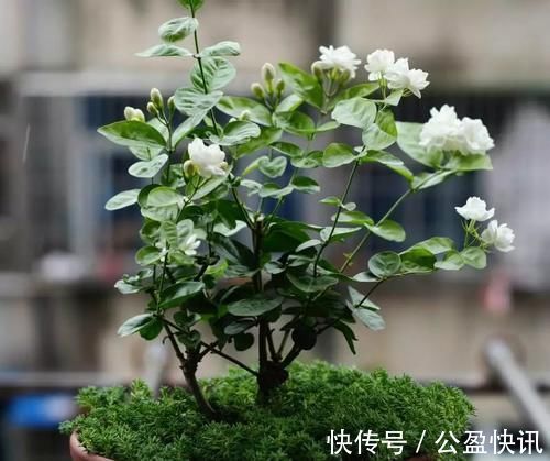 新芽|冬天3种花要饿着养,水肥多了反而烂根,别帮了倒忙!