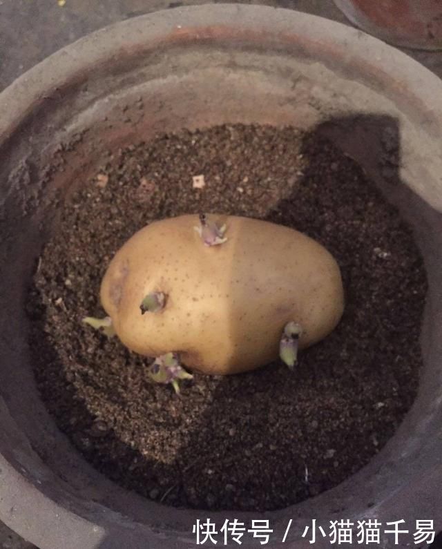 土豆|生姜、土豆吃不完,就扔“花盆里”,长成漂亮盆栽,结出丰硕果实