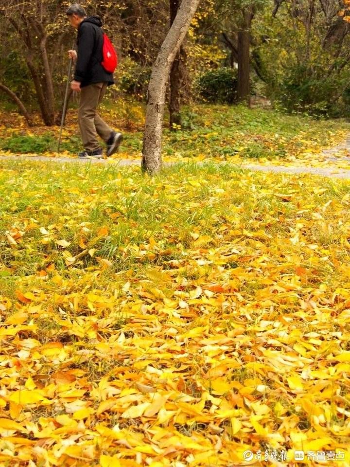 千佛山|济南千佛山：满地落叶特意留，只为诗意晚秋