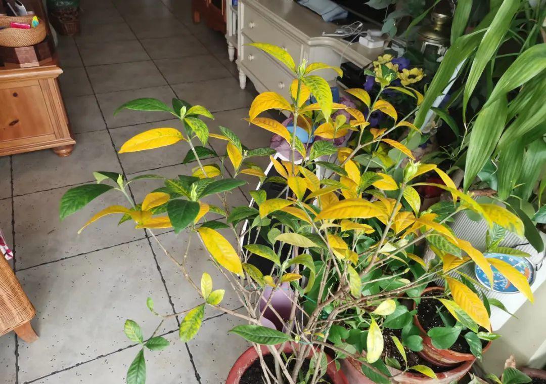 花成了光杆司令,剪一刀撒点药,很快冒新芽