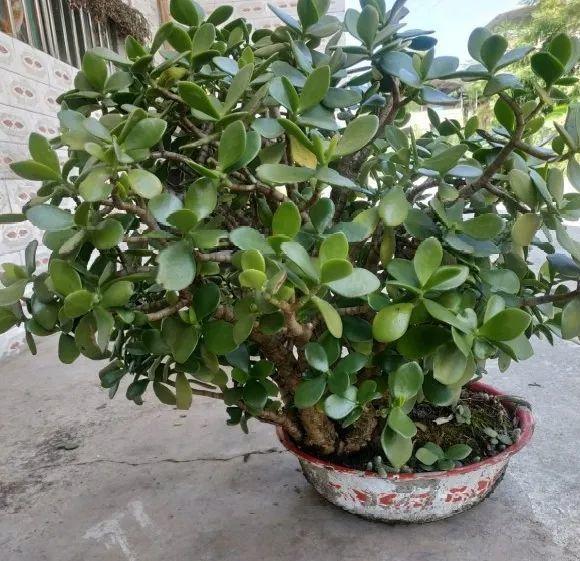 蟹爪兰|长寿花换盆，切忌越换越大，一直用小盆养才好！