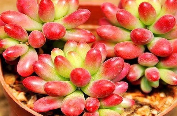 多肉虹之玉养护“3妙招”，绿似翡翠，红如玛瑙，有光泽