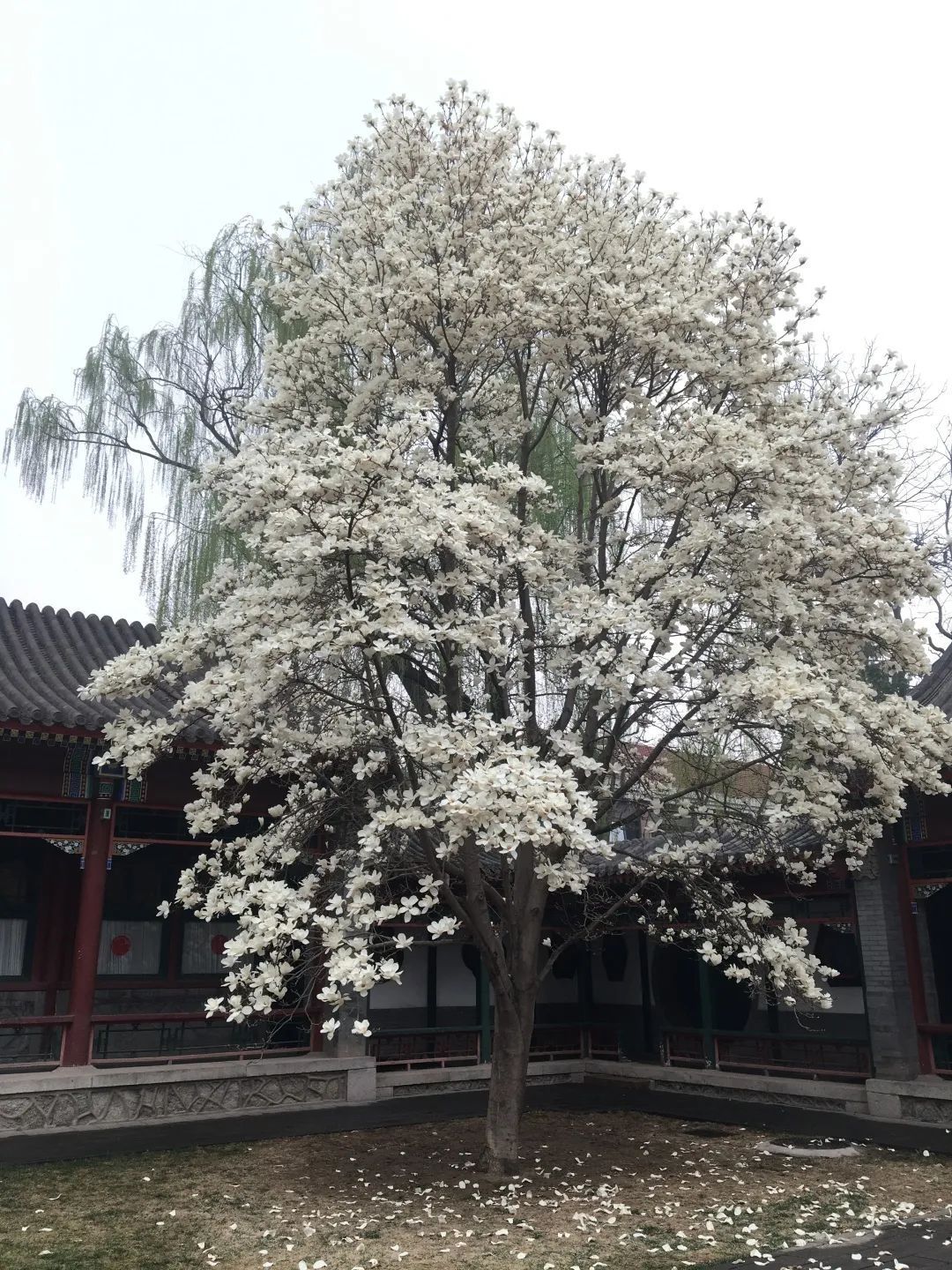 花海！梅花、玉兰、海棠、杏花，你要的醉人春色都藏在北京这座公园里！