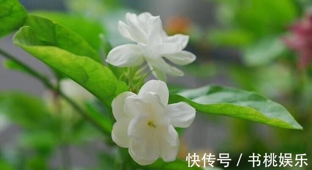 扦插|这几种花现在就要扦插,发芽窜枝速度快,下个月能赶上开花