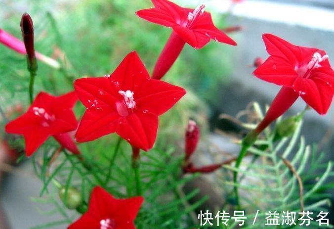 牡丹牡丹花|阳台养花,不妨养这4款植物,堪称是开花机器,养在阳台极美了
