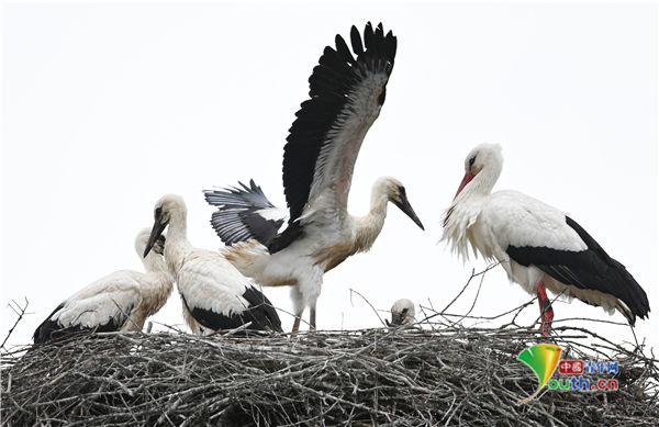 黑森州|德国鹳宝宝练习飞行 兄弟姐妹为它加油