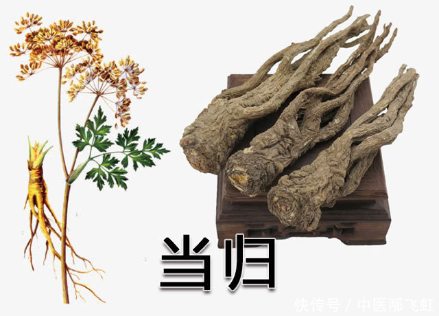 用于血虚|养血圣物:当归,还是补血调经、活血止痛、润肠通便的能手!