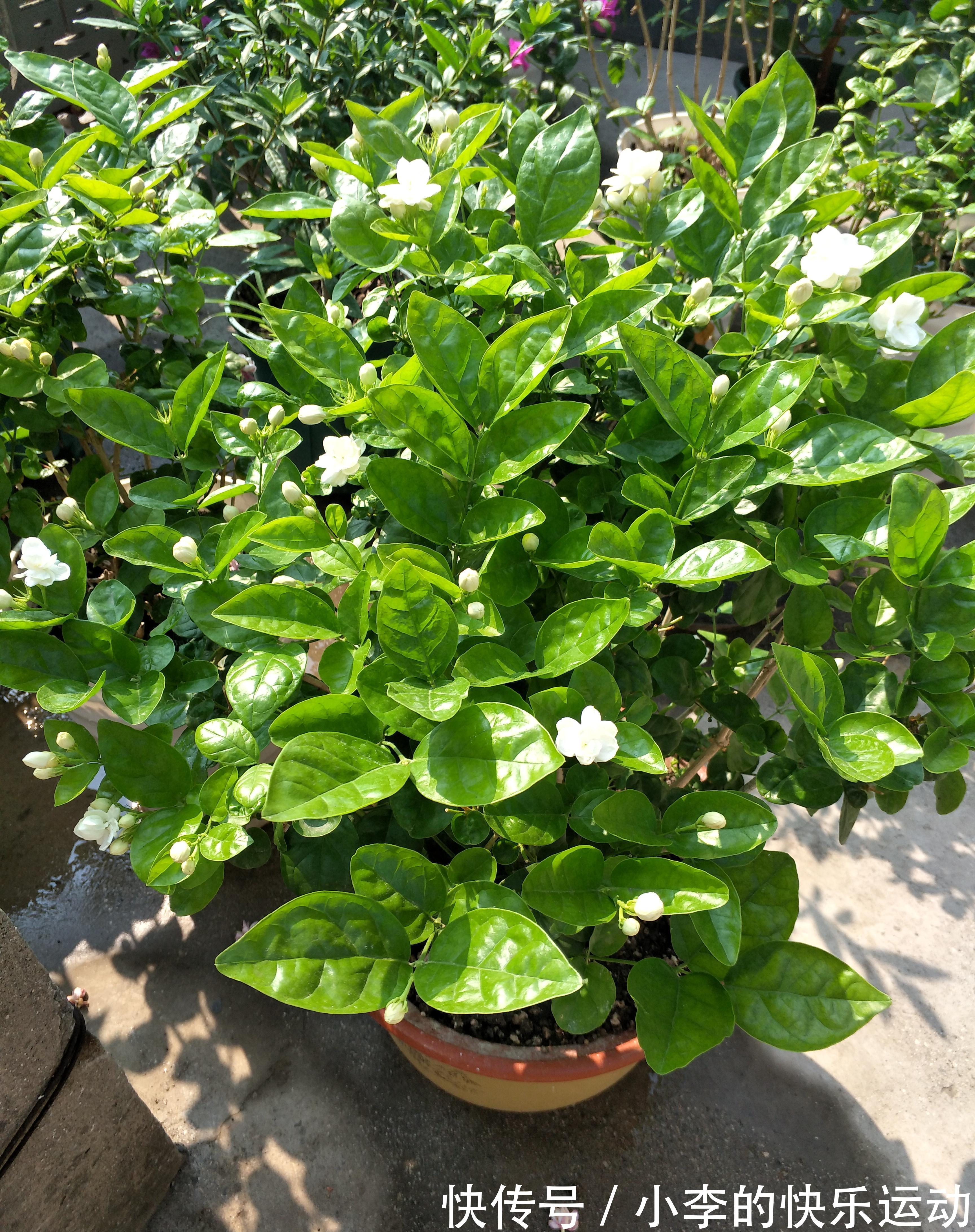 茉莉花发新芽长新叶,养护三部曲做到位,一个多月就能赏花