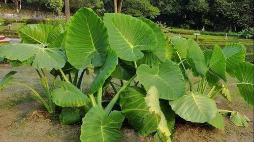 止痛|附子=有毒不能用?中医告诉你白附子的3大妙用