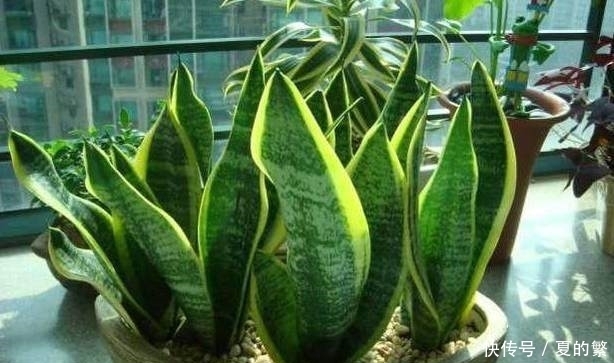 一盆花一年用一个鸡蛋浇花,懒人专门养花施肥必备:鸡蛋