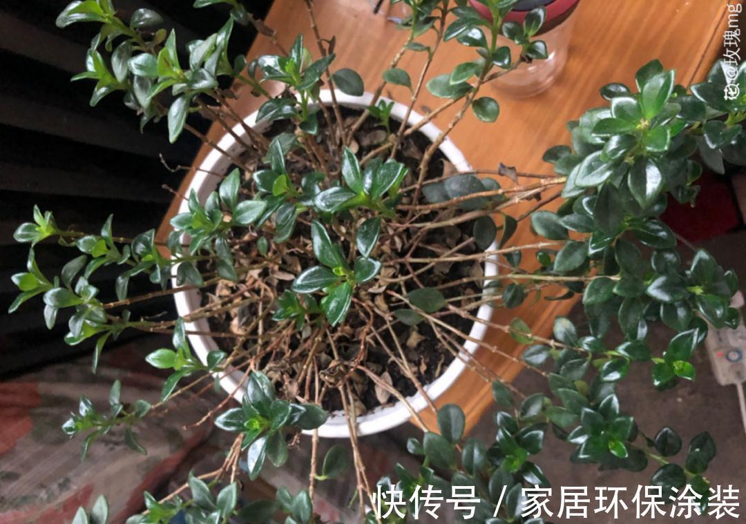 7种花养老桩不好，多扦插、养嫩苗，才能年年开花