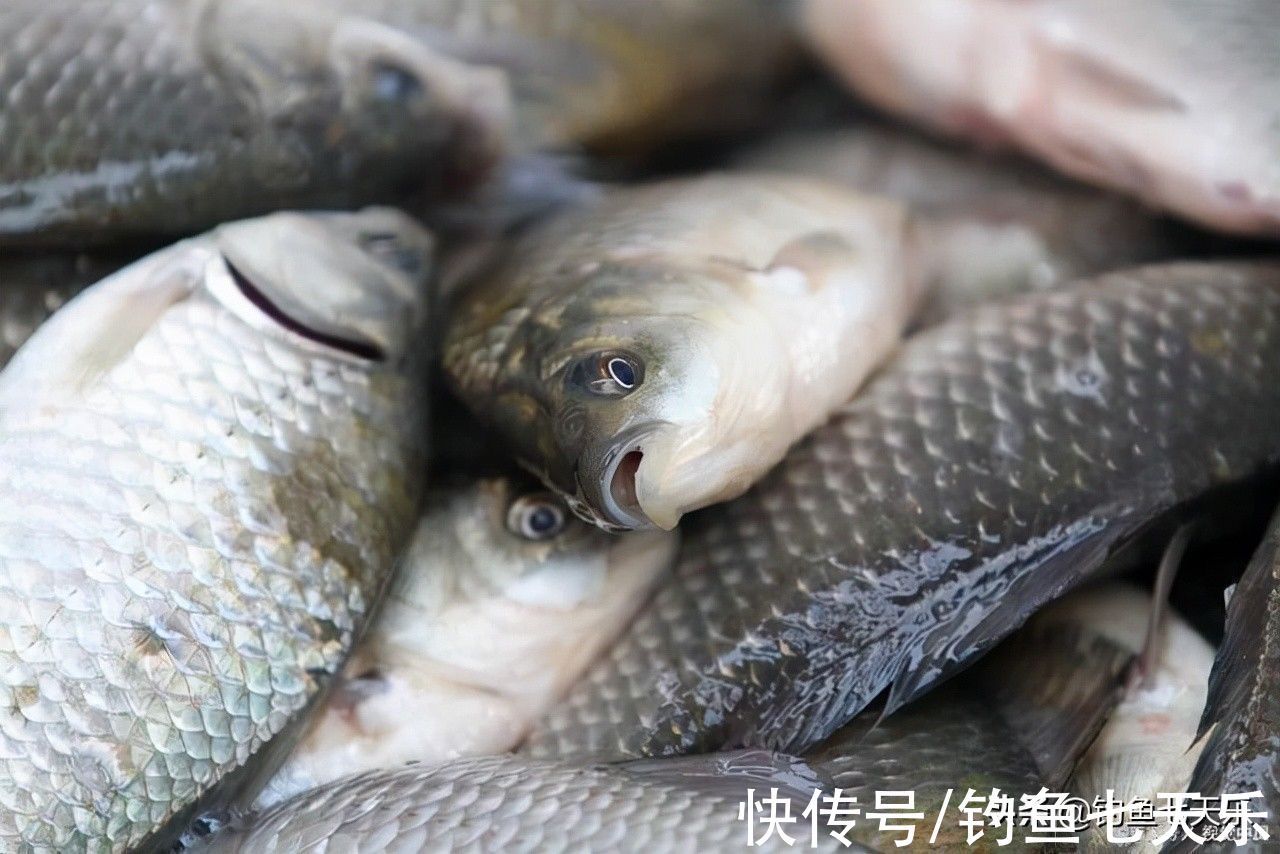 觅食|气温下降也别封竿，大板鲫的觅食高峰来了！现在垂钓正当时