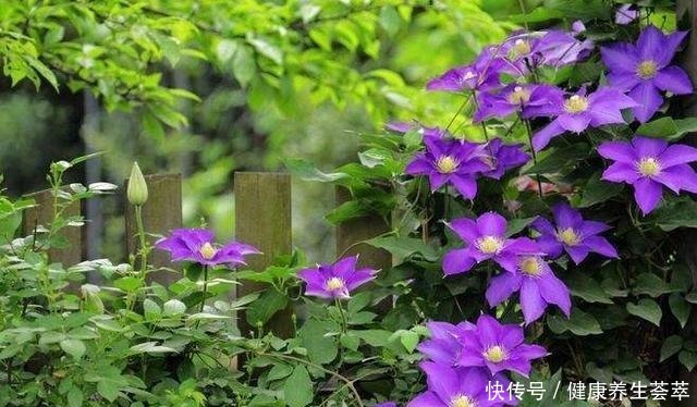 这几种花养在墙角最合适,顺着墙开花成海,盛夏也极美!