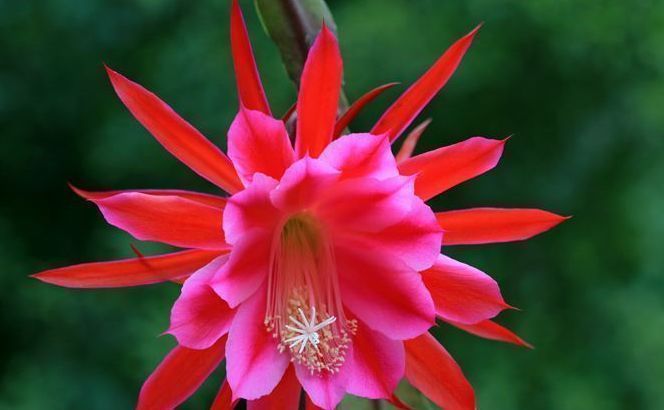 1种花，花大色艳胜牡丹，盛夏开爆盆，一开就是上百朵，能开100天