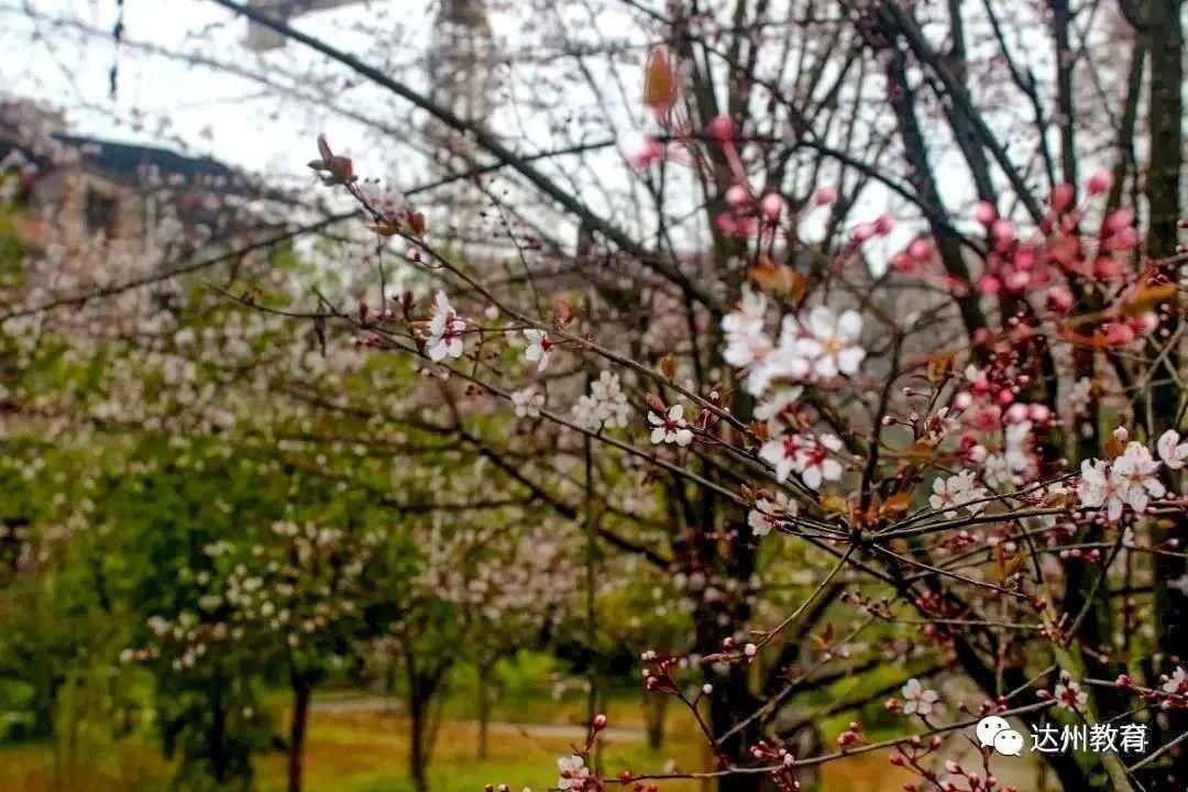 巴渠满目竞芬芳！达州发布带你去“寻春”