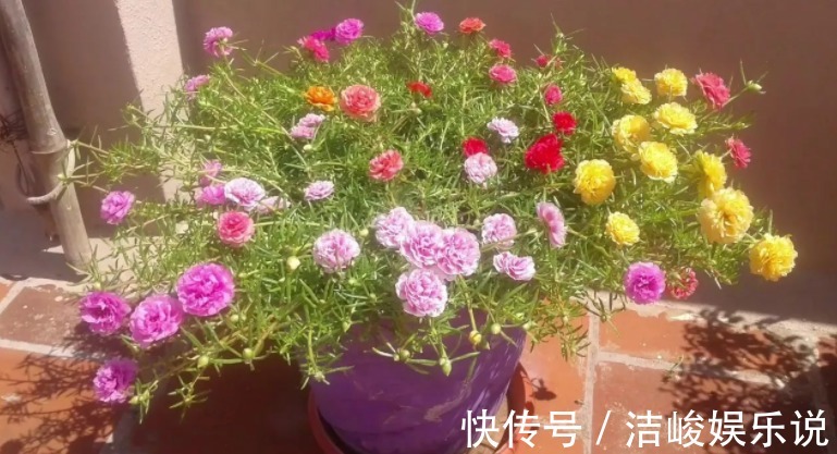 茉莉花|4款“勤花”植物，阳台盆栽几乎不用费心，开花就美极了