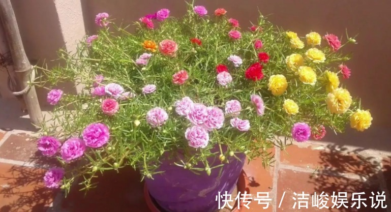 茉莉花|4款“勤花”植物,阳台盆栽几乎不用费心,开花就美极了
