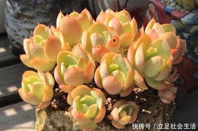 多肉碧桃养护不能按套路,注意这些才能养出果冻色,形状像鸡蛋!