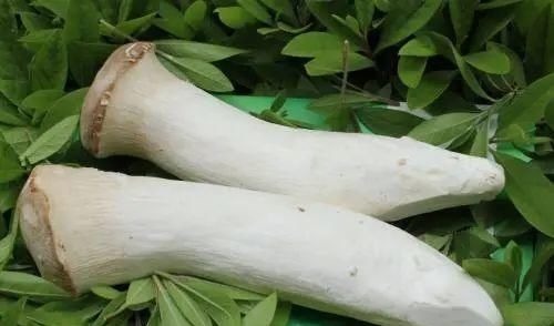 买杏鲍菇时，挑大的还是小的？蔬菜商贩说漏嘴，以后可别再瞎买！