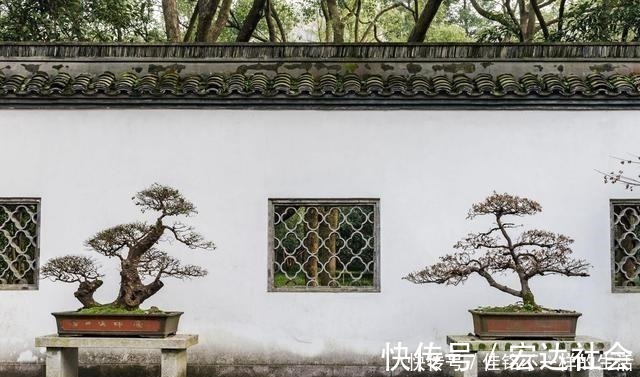 五针松“盆景”桩材，不会养护造型老师傅这就教你一招