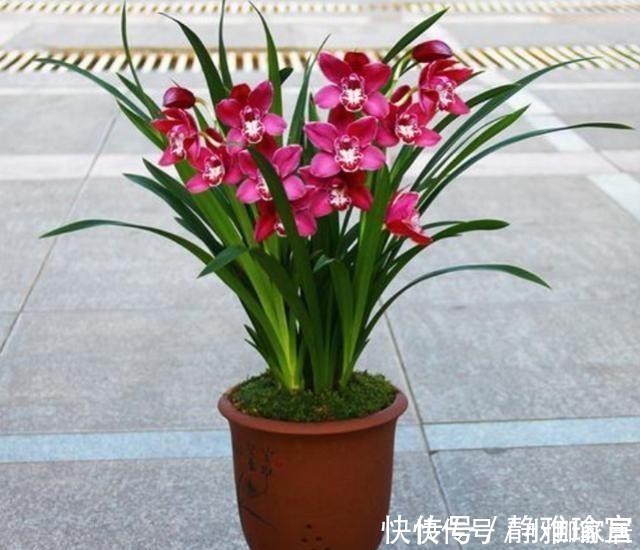 养花一定要用腐殖土壤栽培吗?不一定,看植物根系