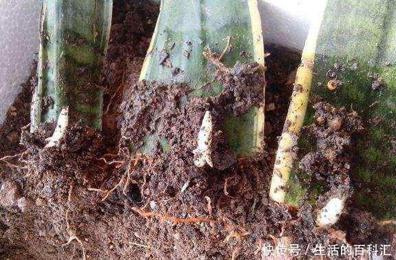 绿植|这四种绿植,十天半个月可以不浇水,爆芽、疯长到盆都装不下!