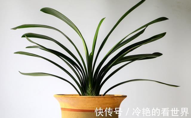 光照|君子兰在七八月要静养，这几件事做好，安全度夏