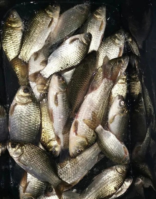 还在买商品酒米来打窝?这里有一份万能钓鱼酒米配方,简单且高效