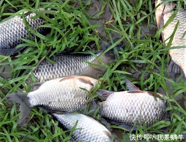 味型|夏季高温鲫鱼难钓搞懂其中奥妙,夏季野钓不难爆护