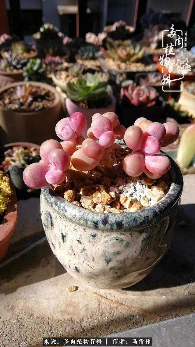 养多肉如同种下希望,因为美丽总在下一个季节!