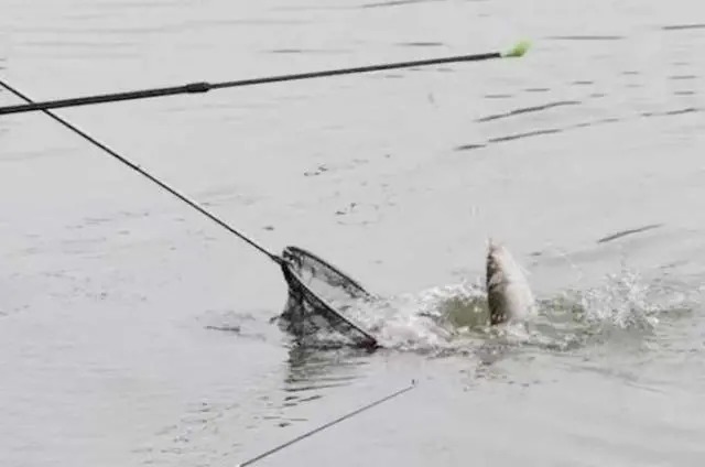 钓鱼人|户外野钓这样调漂,钓鱼大师都夸你,上鱼速度不要太快!
