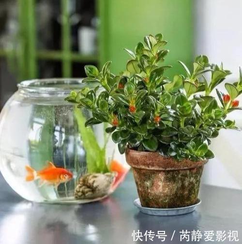 4种贵气花,个个富贵吉祥,再不喜欢也要养一盆