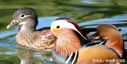 比兴|嵇康的一首四言诗,采用比兴手法,更充满闲情逸致